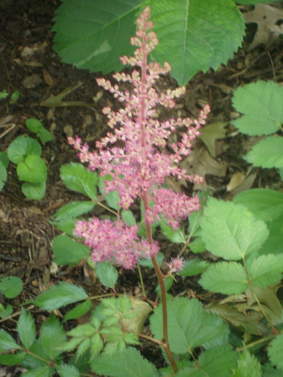 astilbe