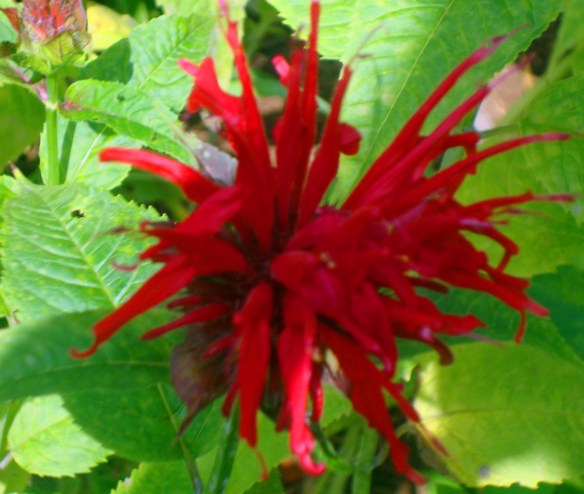 bee balm