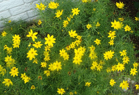 coreopsis