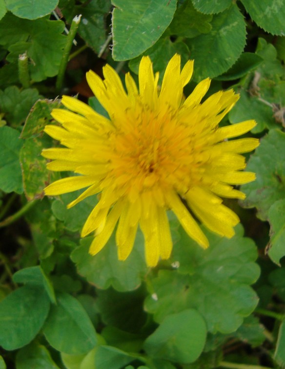dandelion