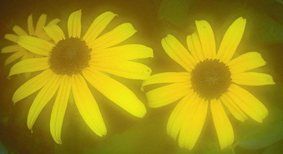 03 black eyed susans
