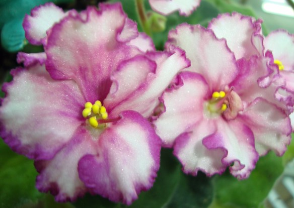 04 African violets