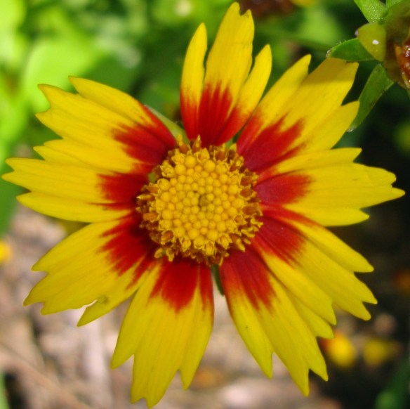 06 blanket flower